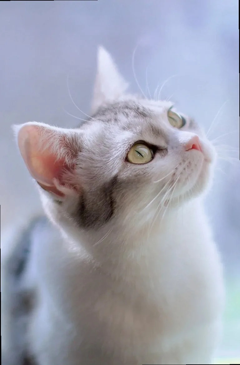 cat, pet, white fur, green eyes, animal portrait, window, cat eyes, window light, white and gray stripes, light photogra